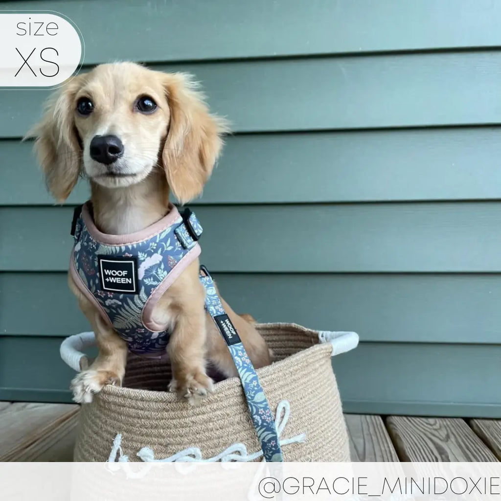 Adjustable  BOTANICAL PUP Blue Plant Dog Harness