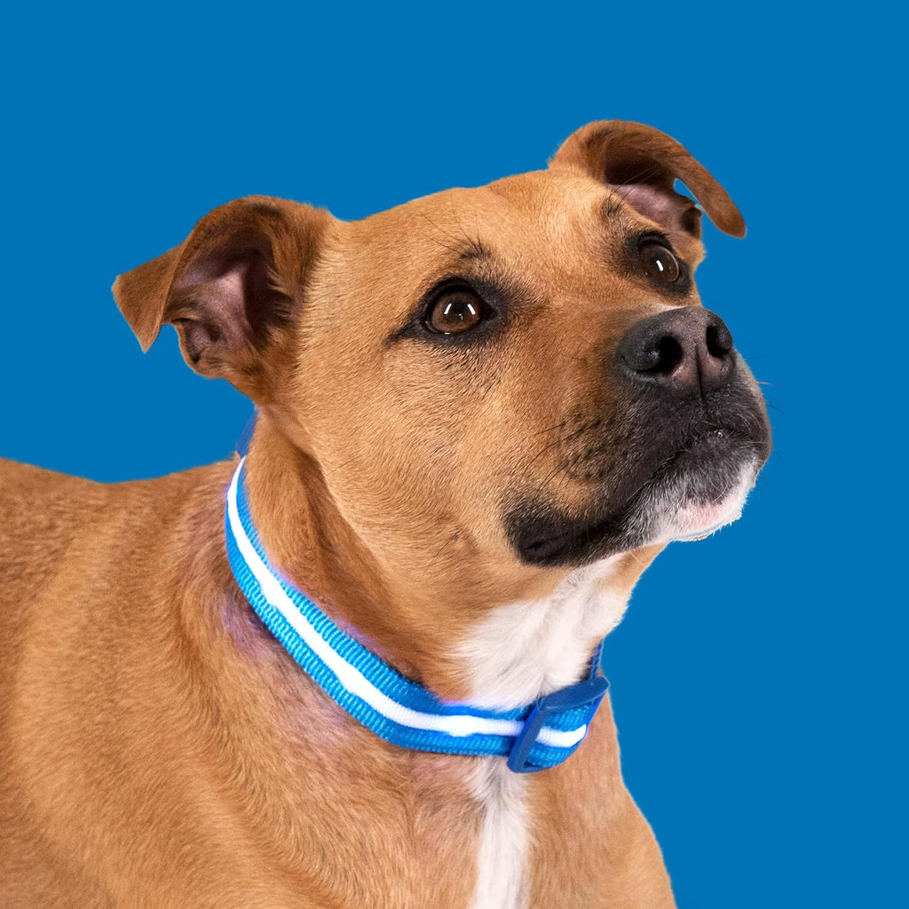 Light up LED Dog Collar - USB Rechargeable - Waterproof - 1,000 Feet of Visibility 