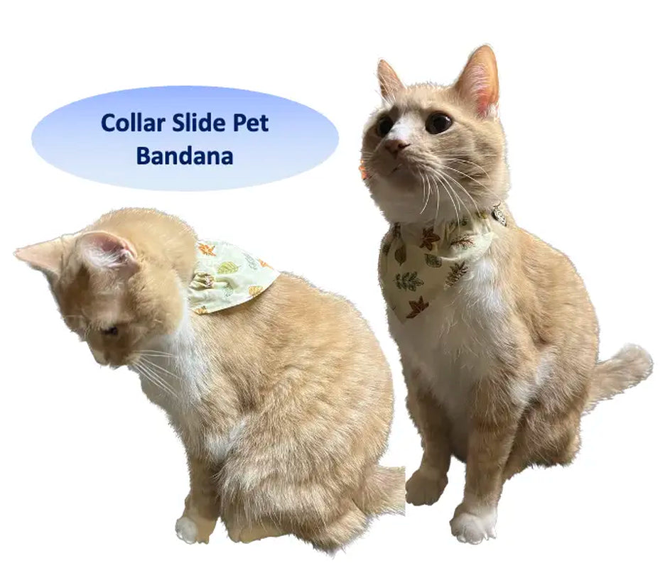 Honey Harmony - Reversible Pet Bandana (Collar-Slide)