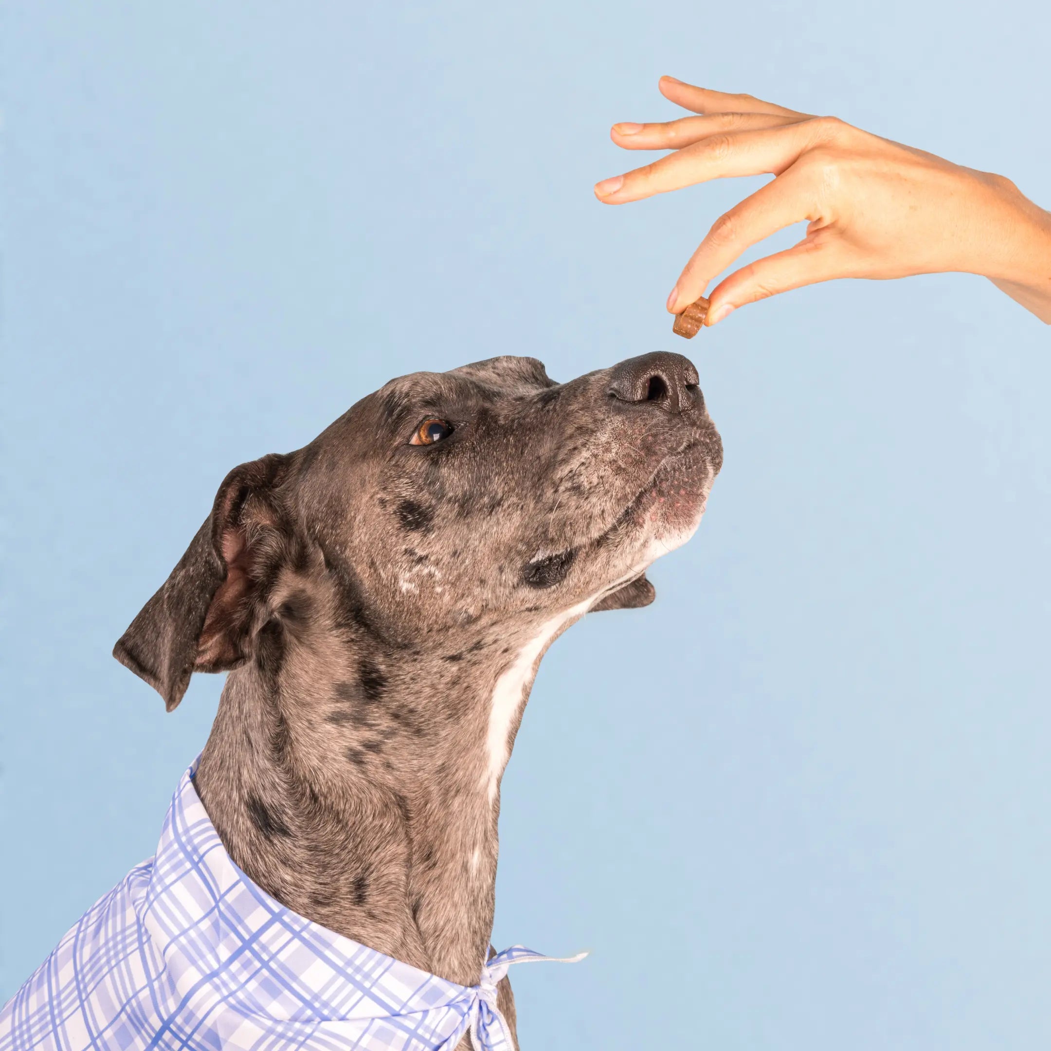 Dog Is Human Daily Multivitamin for Dogs (Beef Flavor) Vet-Formulated