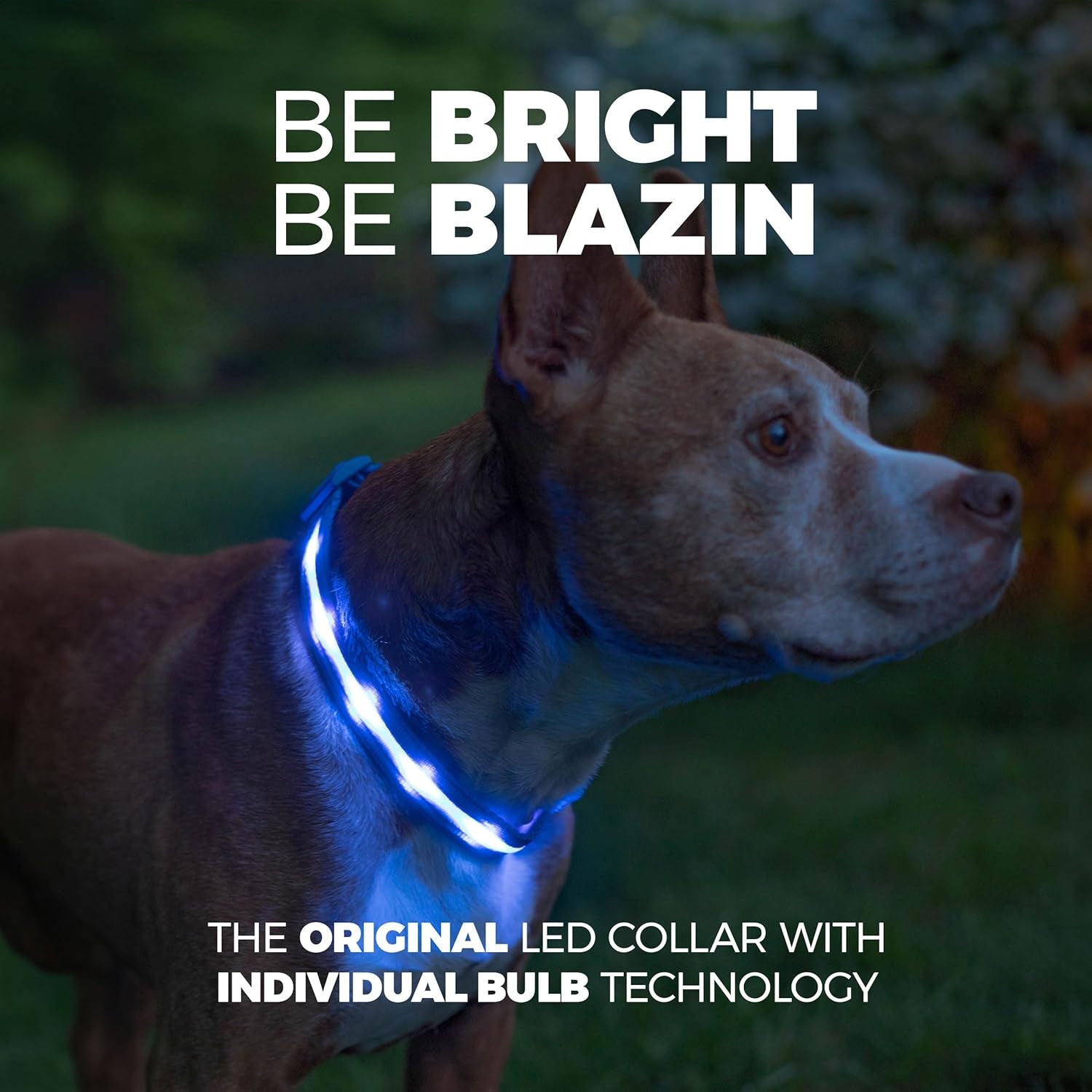 Light up LED Dog Collar - USB Rechargeable - Waterproof - 1,000 Feet of Visibility 