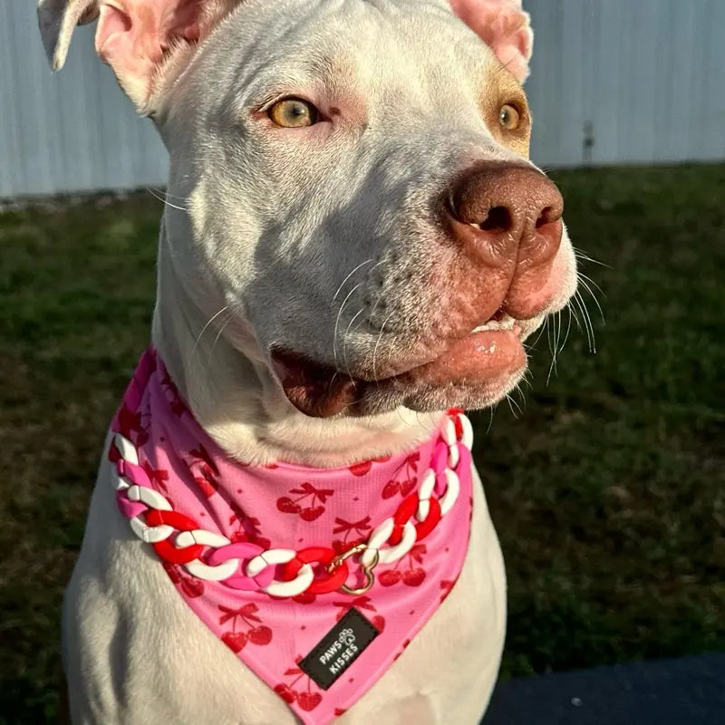 Cooling Bandanas for Dogs - Stay Cool in All Seasons!