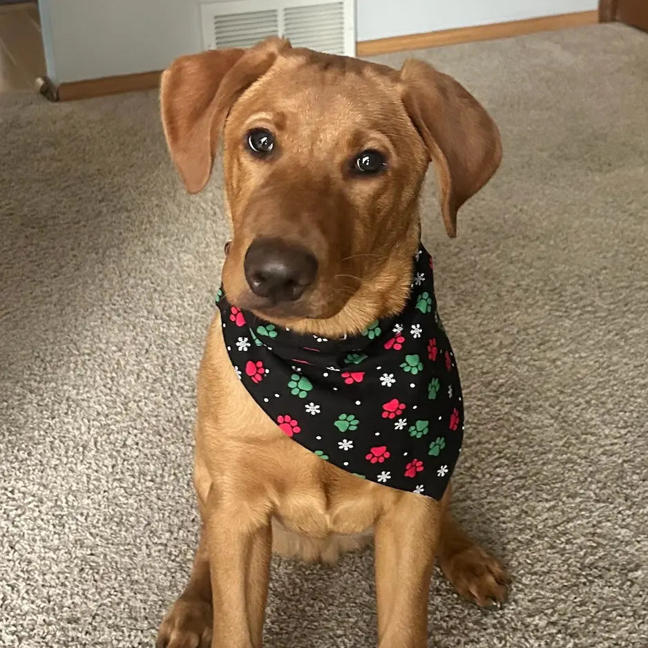 Honey Harmony - Reversible Pet Bandana (Collar-Slide)