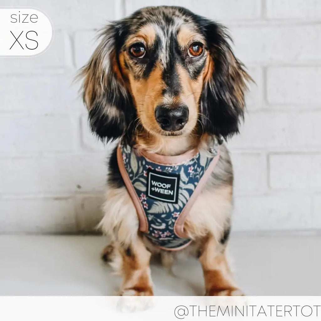 Adjustable  BOTANICAL PUP Blue Plant Dog Harness